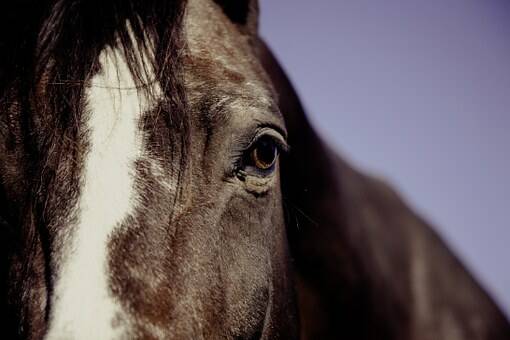 Horse owners urged to implement strong biosecurity measures