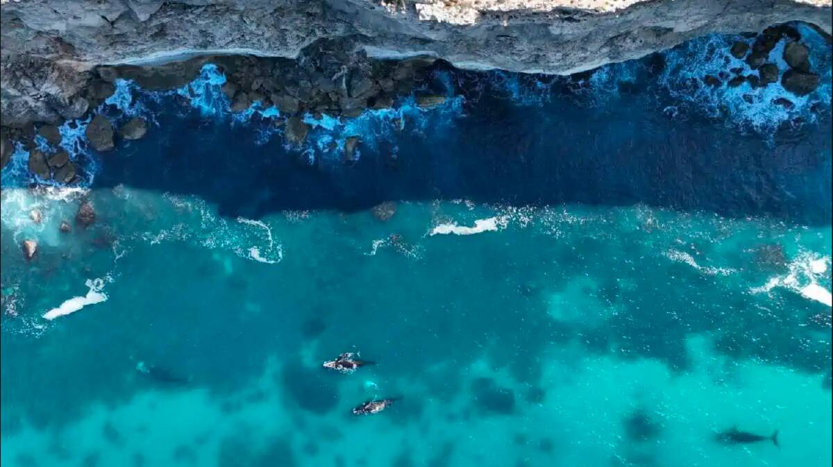 Four female and calf pairs off the Bunda Cliffs at the Great Australian Bight (drone images collected under Scientific Research Permit M26085-12). Photo by Bridgette OShannessy, Field Lead Researcher Current Environmental. 