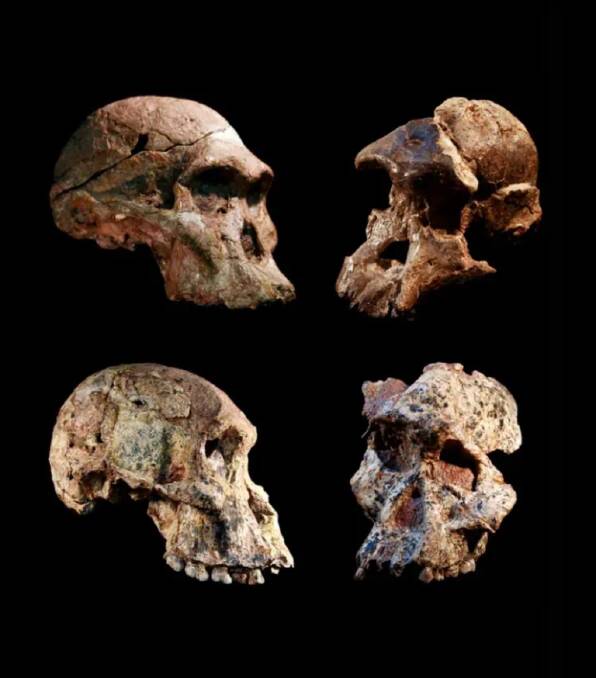 Four different Australopithecus crania that were found in the Sterkfontein caves, South Africa. Picture: Jason Heaton and Ronald Clarke, in cooperation with the Ditsong Museum of Natural History.