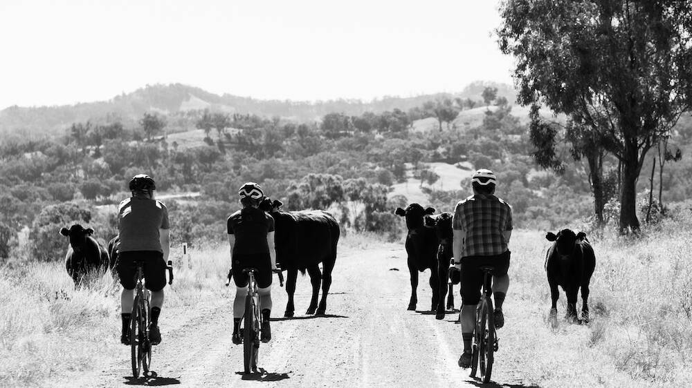 Slowing for cows crossing at the Gundy Gravel Fondo in 2021. Pictures by Outerimage courtesy of goodnessgravel.