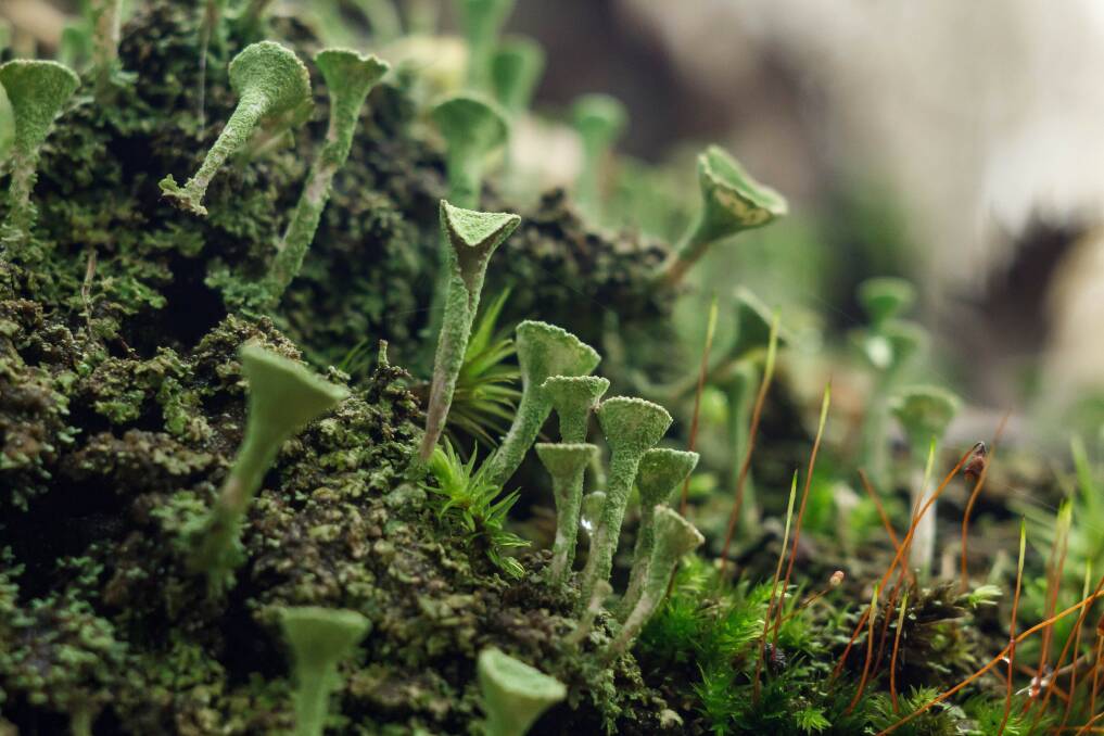 Lichens can enchant a winter landscape. Picture: Shutterstock.
