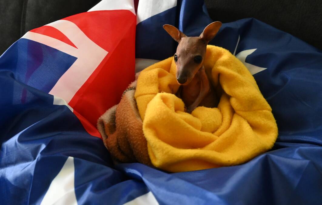One of Australia's most identifiable marsupial mascots, this little joey will spend Australia Day with a full belly of milk curled up in the care of Brad and Julie from Roohaven in Muswellbrook after her mum was hit by a car. Photo by Jess Wallace.