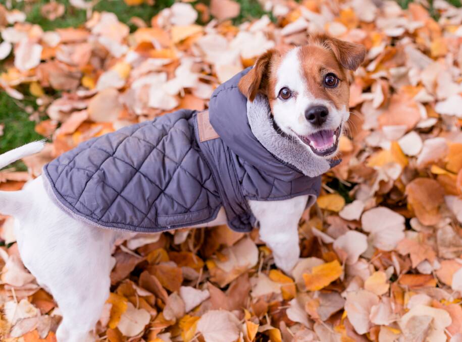 RUG UP: If it feels too cold outside for us, it will often be too cold for our companion animals. Picture: Shutterstock. 