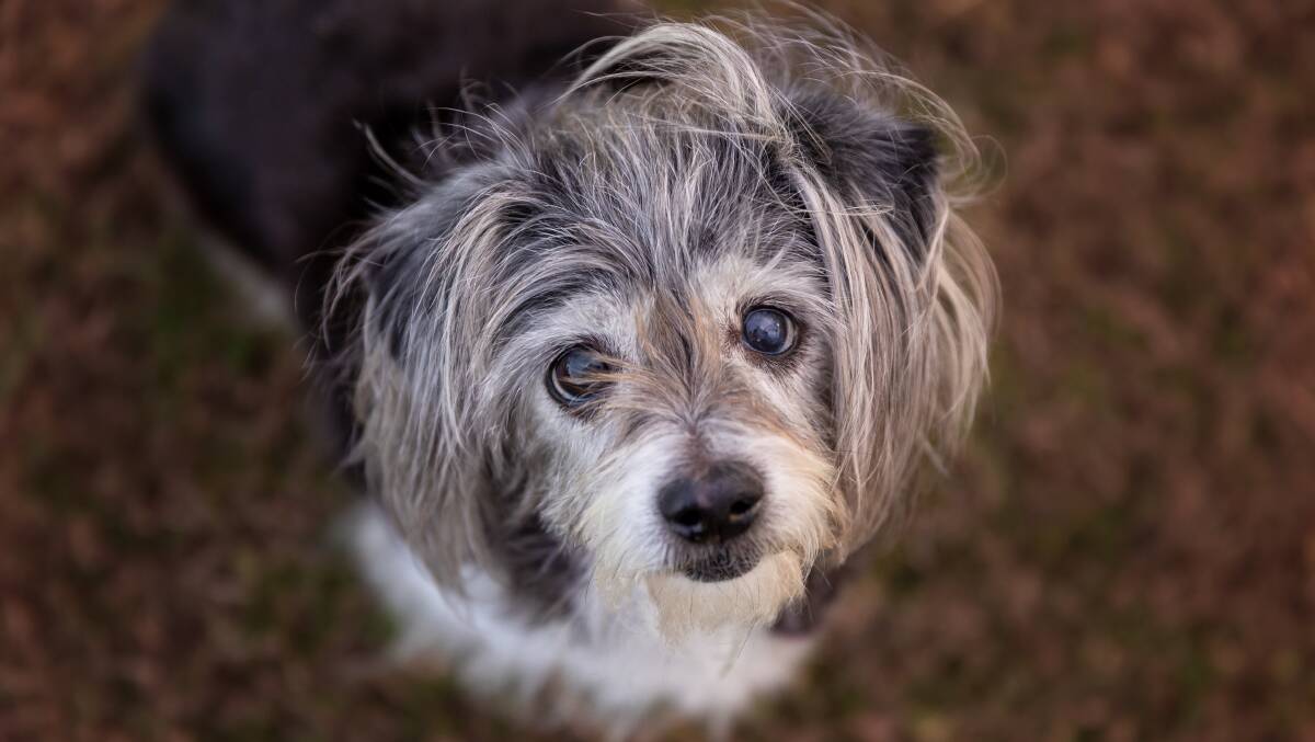 PHOTO GALLERY | Pet Photography by Karen Davis