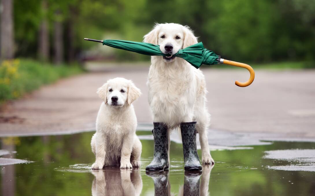 Wet weather can sometimes make a simple toilet break a real challenge. Picture: Shutterstock.