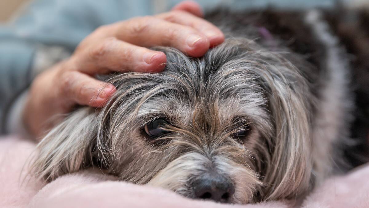 Millie, an 11-year-old Maltese cross Shiatsu in her last weeks with her owner. Picture by Karen Davis.