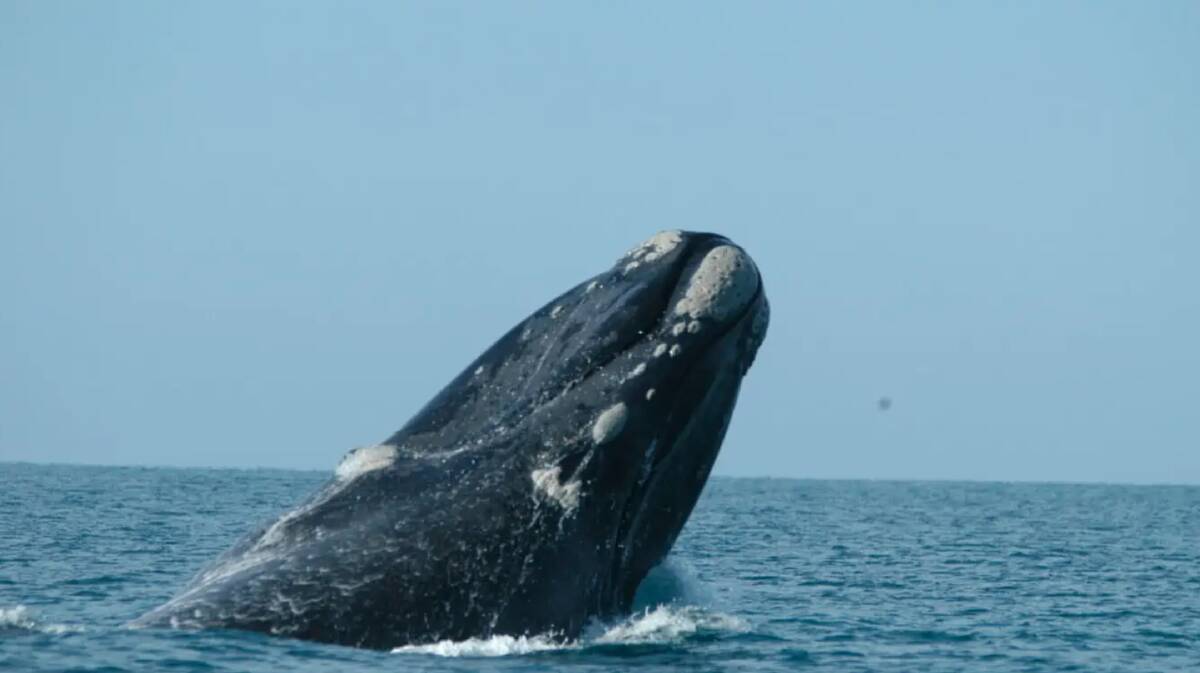 A southern right whale. Photo by Bridgette OShannessy, Field Lead Researcher Current Environmental. 