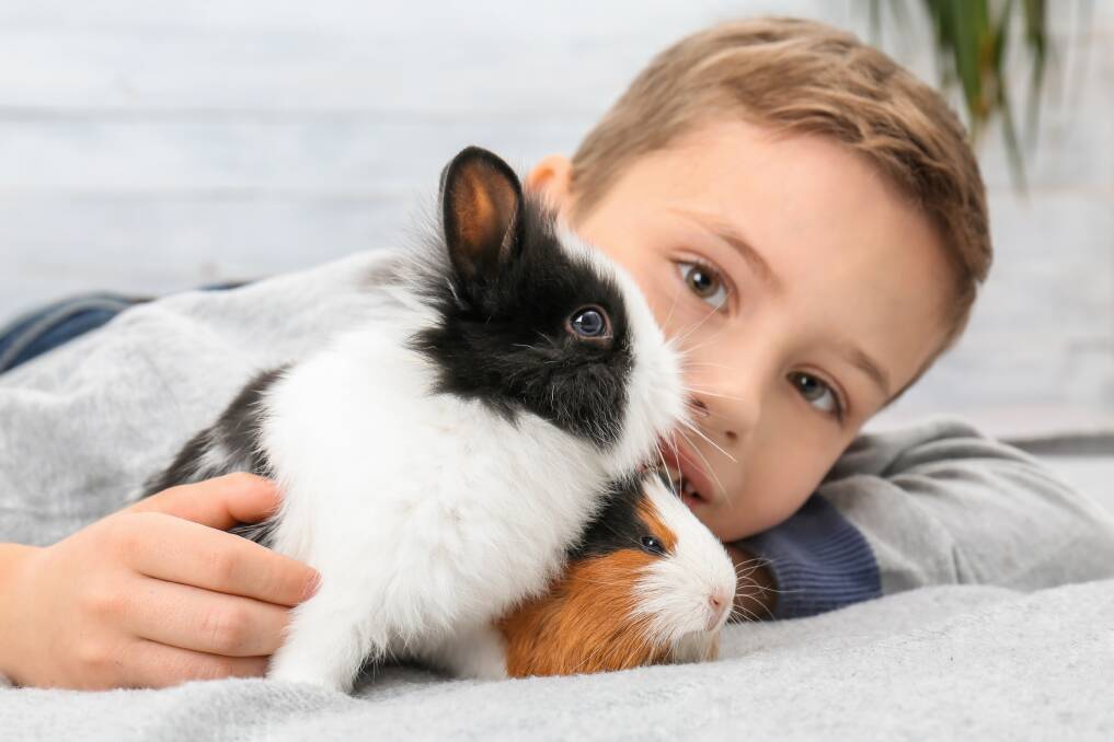 There's a misconception rabbits and guinea pigs make great "starter pets". Picture by Shutterstock.