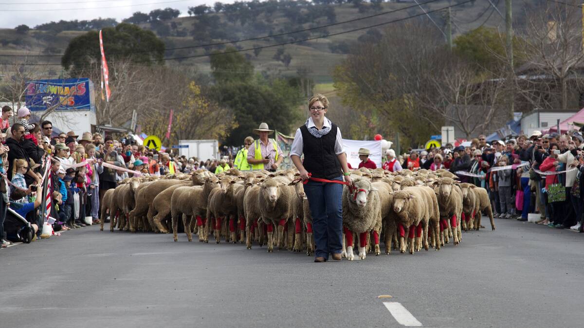 Flocks in socks: The running of the sheep is a sight to behold and will take place at midday on Saturday June 8.