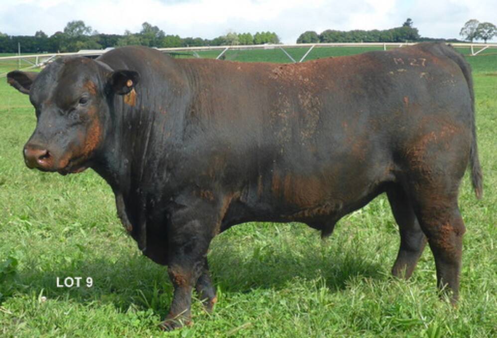 QUALITY: An early maturing big volume bull by Prosperity, Lot 9 DAZ M27 on sale and to view at Tandara Stud.