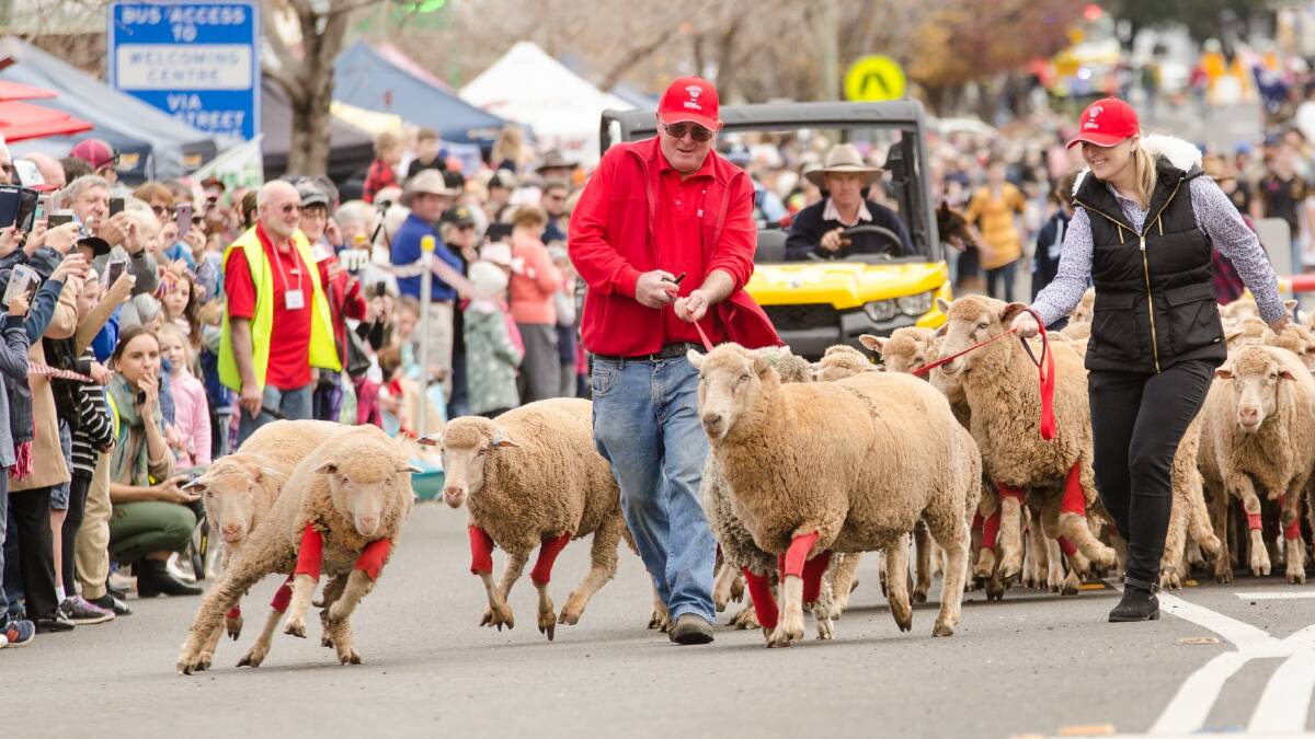 Hold on tight: They say red goes faster right? These sheep are putting the theory to the test as they head on down Merriwa's main street.