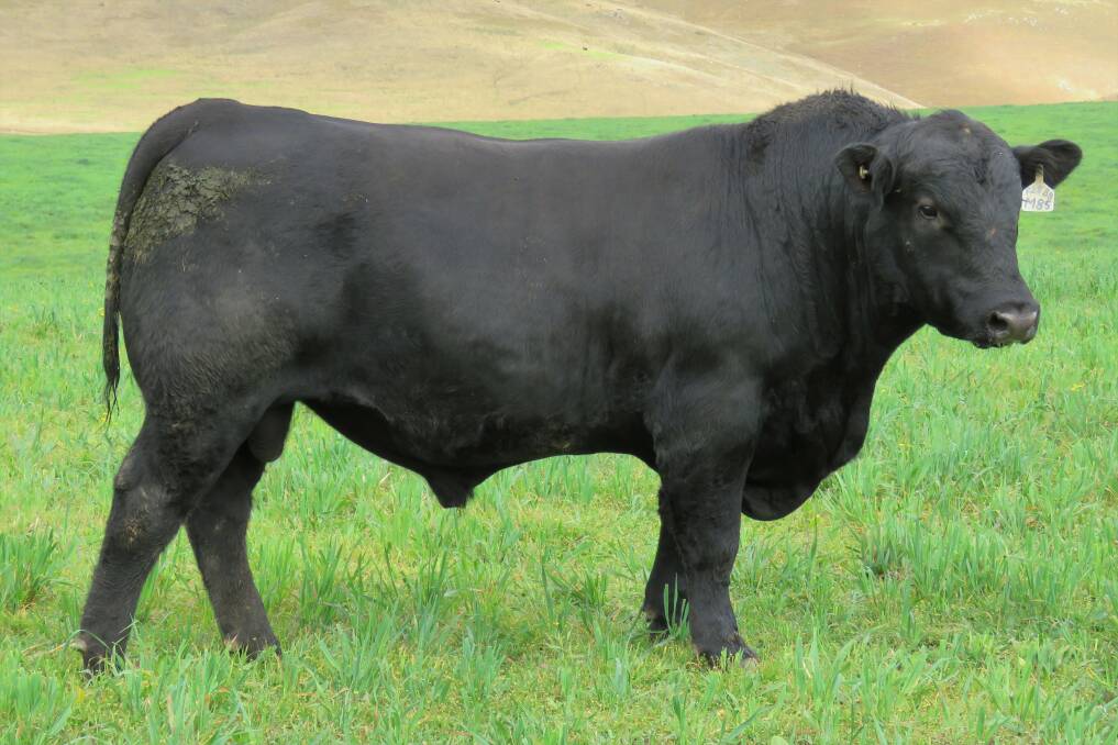 Curracabark will be showing Lot 1 Angus Black among other quality cattle at the on site open day July 14, ahead of its sale later in the month.