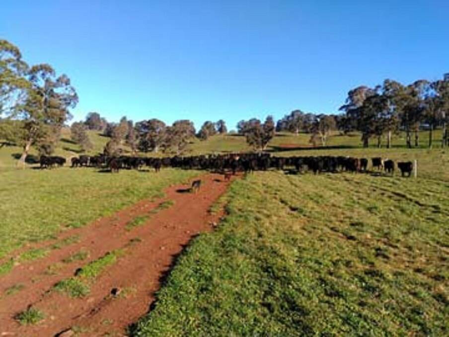 Sustainable: Farm Easy is helping farmers across the Hunter Valley achieve sustainable grazing systems and improve farming operations.