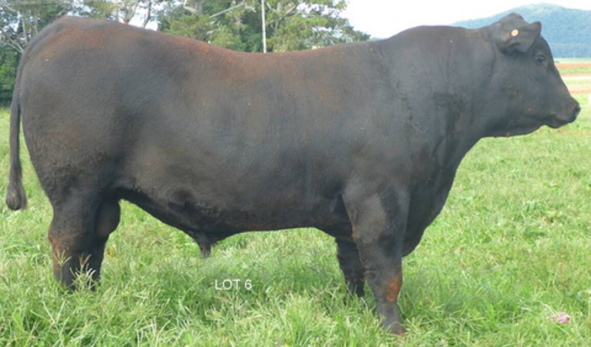 HEAVY: An outstanding bull by Thunderbird, with exceptional growth, muscle and temperament and the heaviest at weaning. Lot 6 DAZ M7.