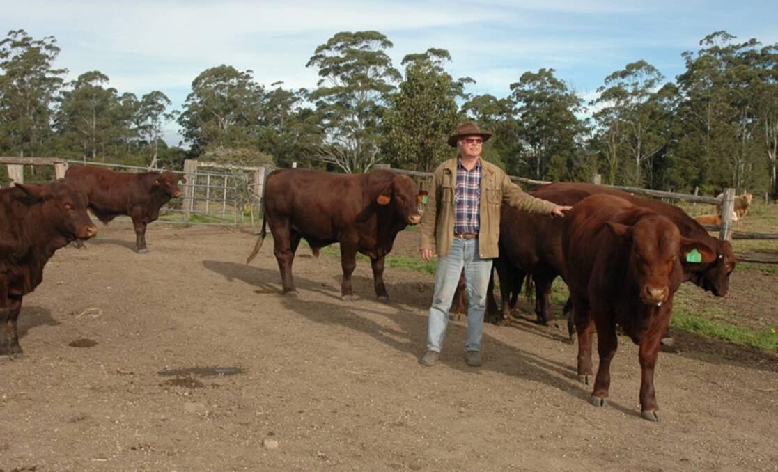 PREMIUM: Geoff Butler (pictured) with his bulls, has been producing quality Santa Gertrudis that have become highly regarded in the market.