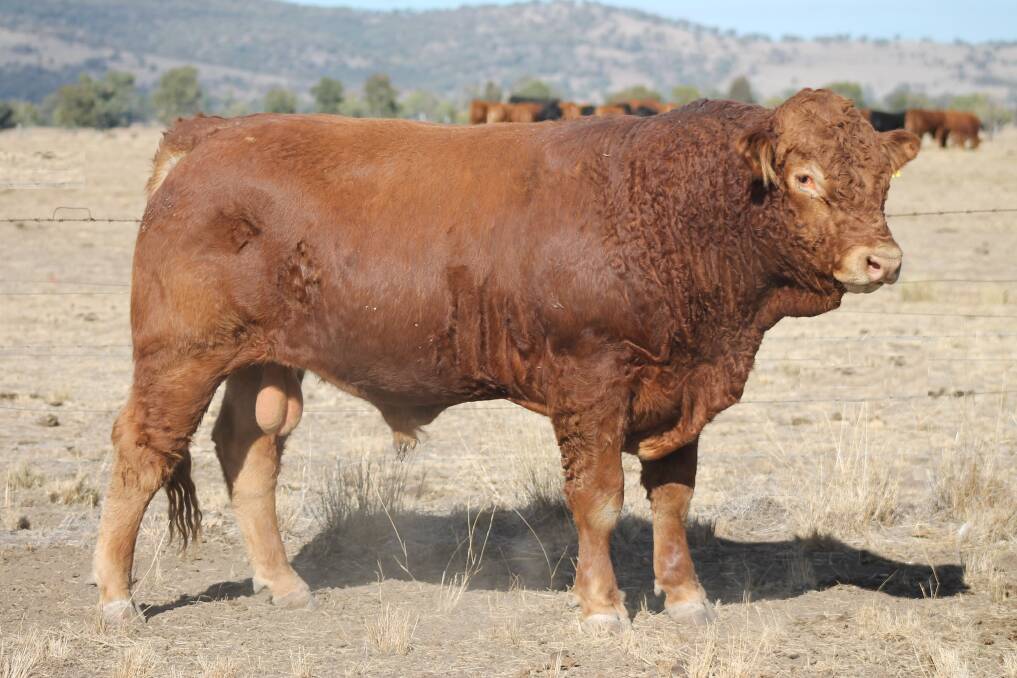 QUALITY: King Creek will be holding their annual bull sale on July 24, 2018, with an open day running on July 14.