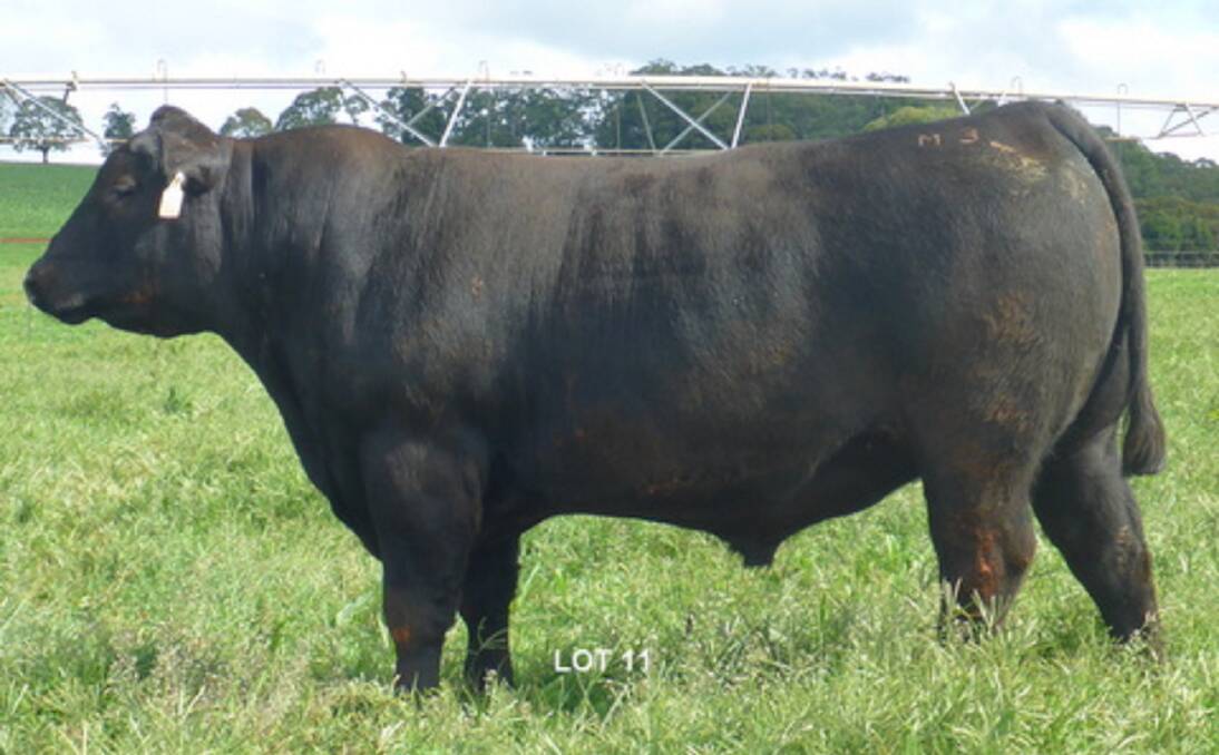 ANGUS: An outstanding bull by Deer Valley All In, Lot 11 Daz M3 which will be available to view on the June 8 open day. 