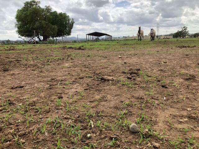 HOPE: Green shoots have emerged at a farm near Denman after recent rains.
