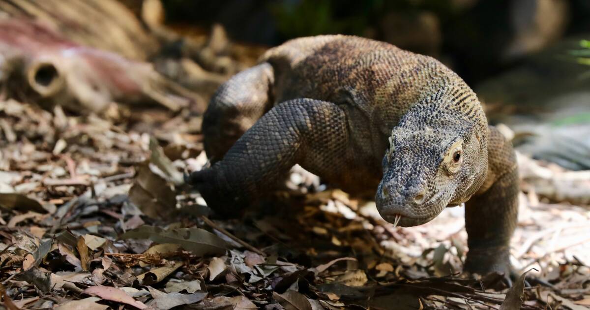 VULNERABLE: The Australian Reptile Park has launched a crowdfunding campaign to support species awareness for the vulnerable Komodo.