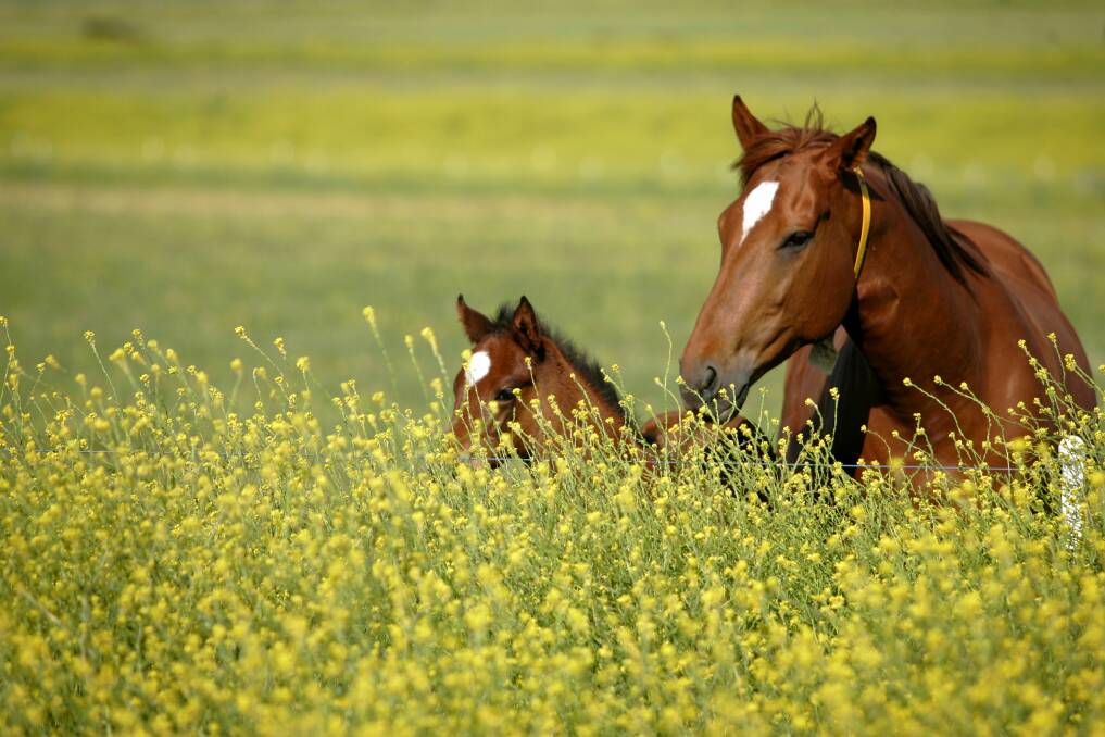 A mare and foal pictured in Scone. File image.