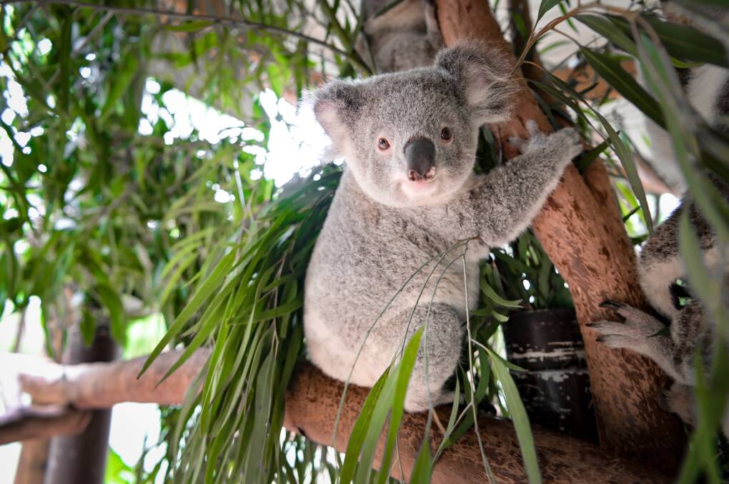 See the latest koala joeys as they begin to emerge. 
