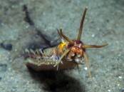 A new species of Bobbit worm (Eunice dharastii) found in Nelson Bay has been named after the marine scientist that discovered it - Dr David Harasti. Picture by Dr David Harasti.