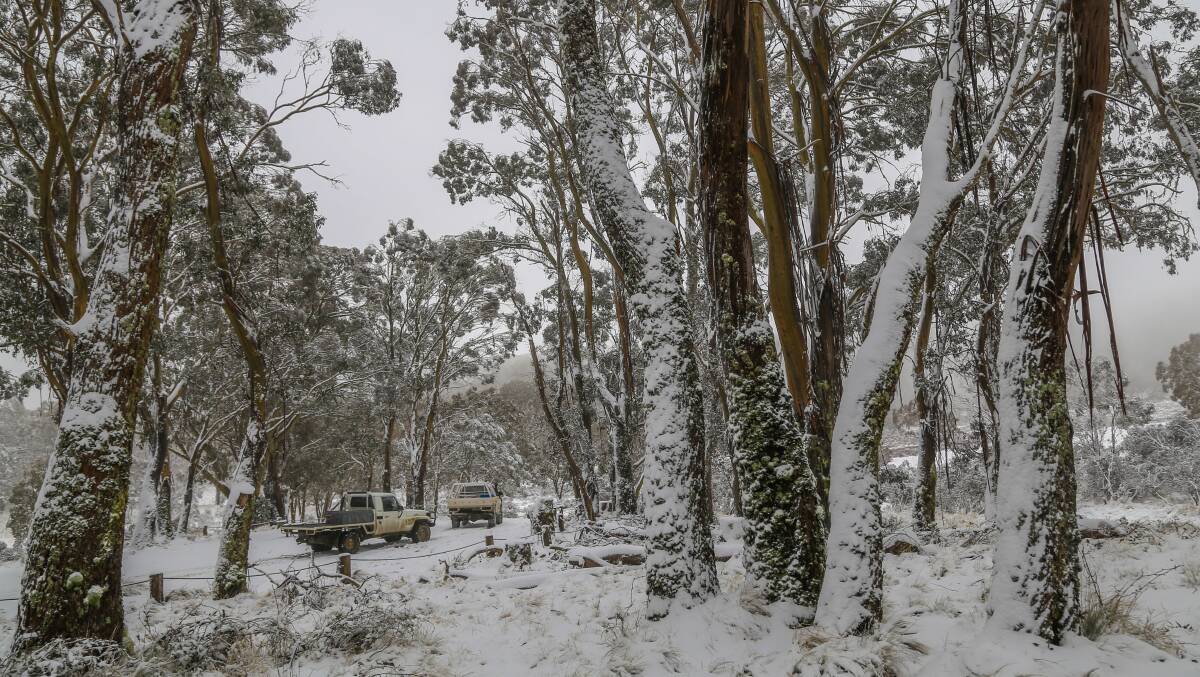 Visitors to Polblue campground and picnic area in the Barrington Tops following a heavy dumping of snow, 5cm to 10cm, in July 2021.