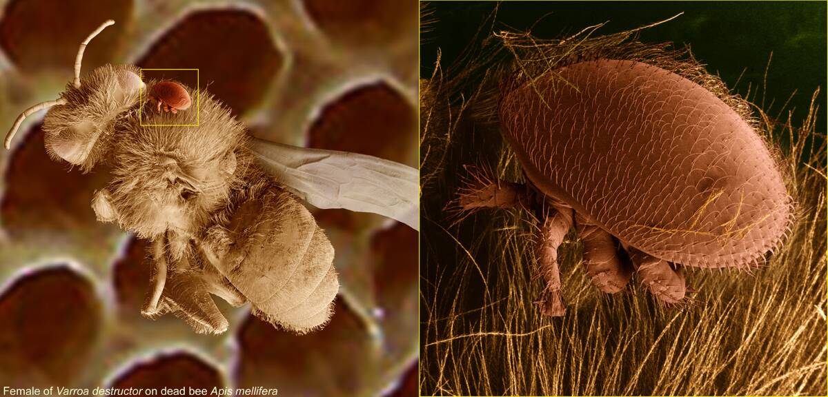 DEADLY: Pictured left is the varroa mite on a dead bee. Right is the mite up close. 