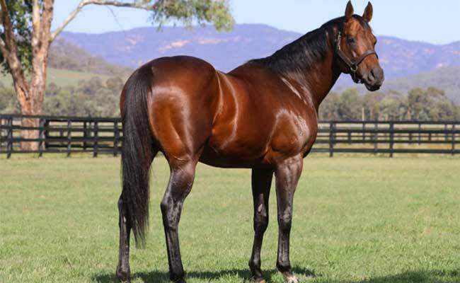 Zoustar, sire of the Solar Charged filly which sold for a record $2.6 million on the Gold Coast. Picture supplied