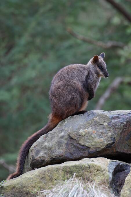 NEW HOME: A new wallaby at the Aussie Ark wildlife sanctuary. Picture: Aussie Ark