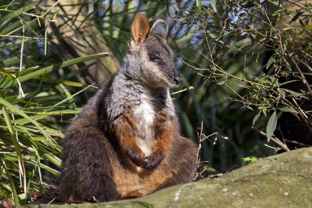 BRUSH-TAILED HOPE: One of the two Brush-tailed rock-wallabies recently released into Aussie Ark wildlife sanctuary in Barrington Tops. Picture: Aussie Ark 