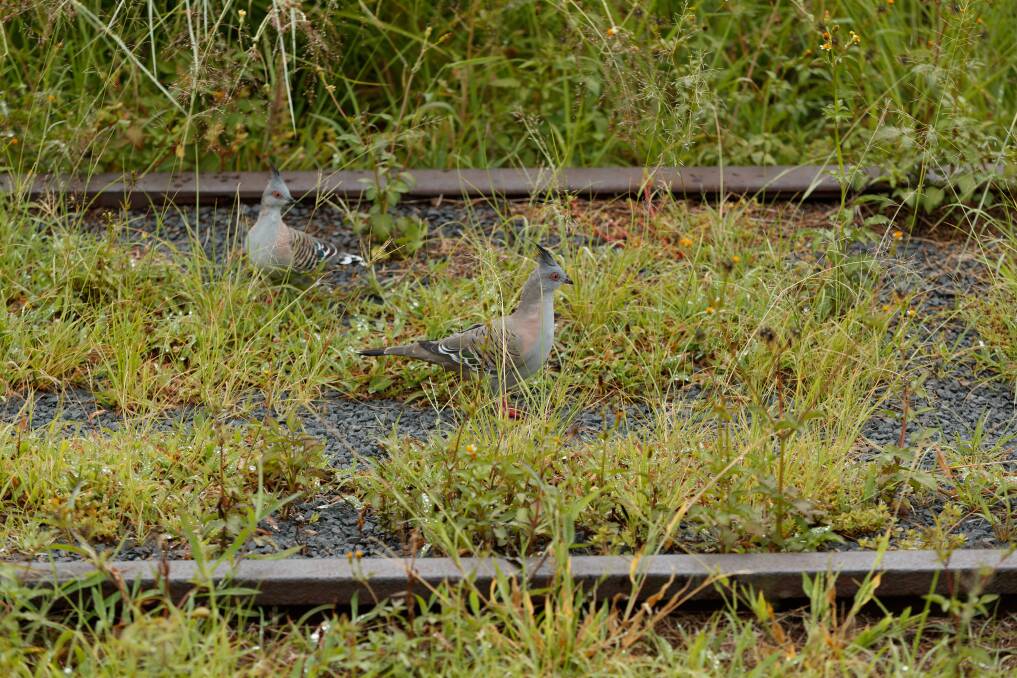 Birds on the old line, near Adamstown Heights. Picture: Max Mason-Hubers 