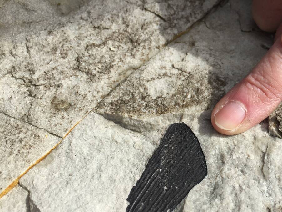 A fragment of a fossilised leaf embedded in the rock. Picture: Scott Bevan