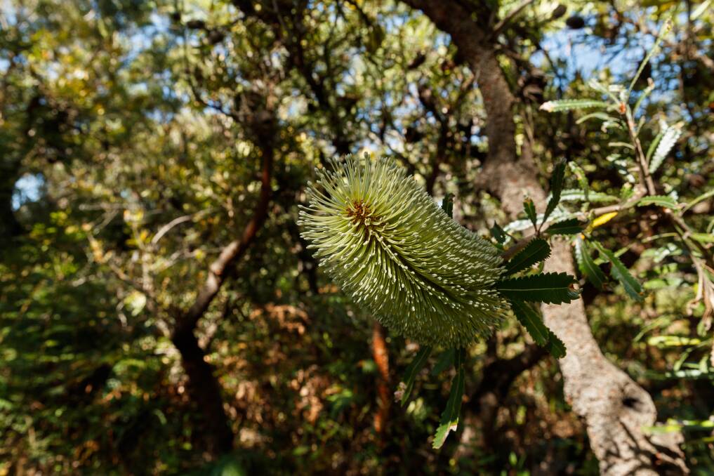 Banksia on the Fernleigh Track. Picture: Max Mason-Hubers 