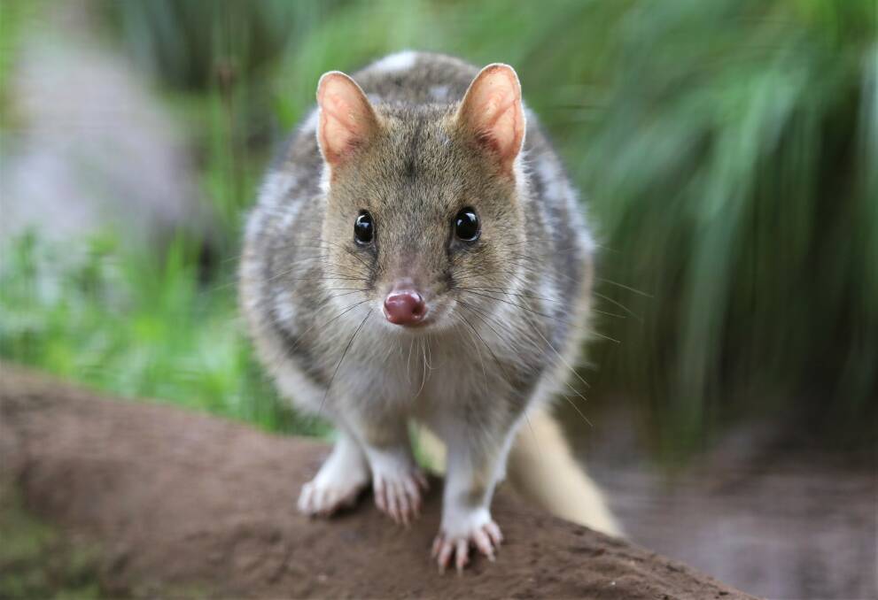 Eastern quolls come in two colours - fawn, like this one, and black. Photo: Aussie Ark