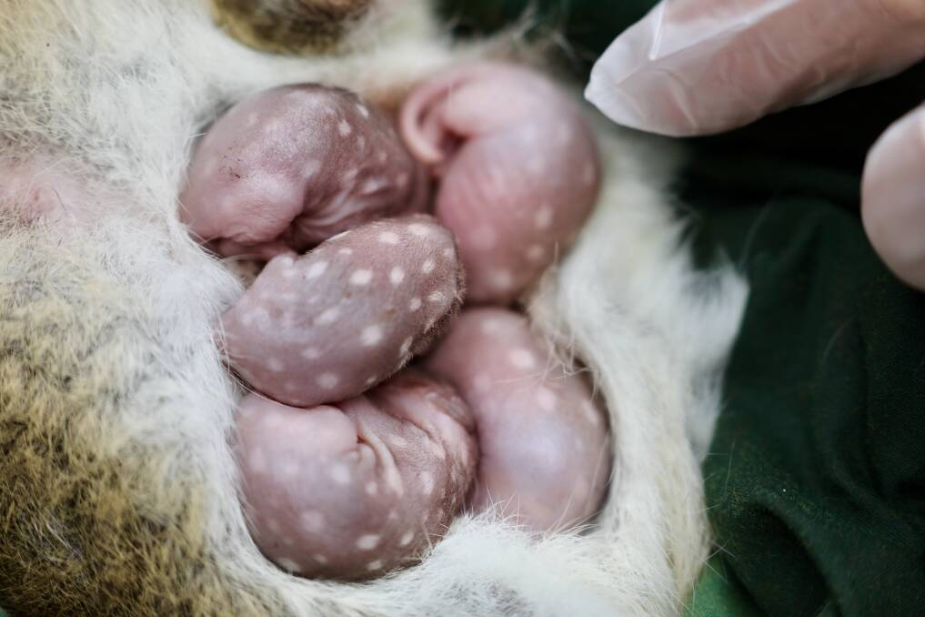 In the pouch: five tiny quoll joeys are beginning to form spots. Photo: Aussie Ark