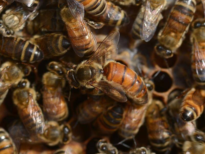 The varroa mite could cost Australian beekeepers $70 million a year if it takes hold. (Dave Hunt/AAP PHOTOS)
