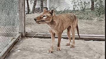 A specimen of a Tasmanian Tiger pup has been added to the global collections project. (PR HANDOUT IMAGE PHOTO)