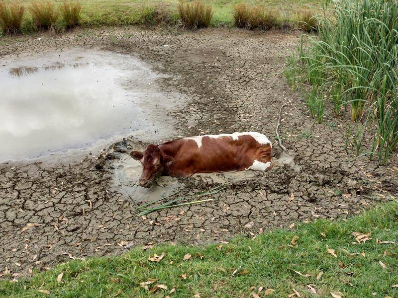 A cow has been rescued twice from a shopping centre then a university dam in Sydney's west. (PR HANDOUT IMAGE PHOTO) A cow has been rescued twice from a shopping centre then a university dam in Sydney's west. (PR HANDOUT IMAGE PHOTO)