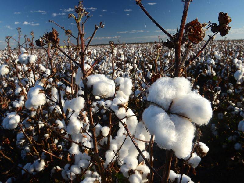 A cotton farm has been fined for drawing river water and building a dam without approval. (Dave Hunt/AAP PHOTOS)
