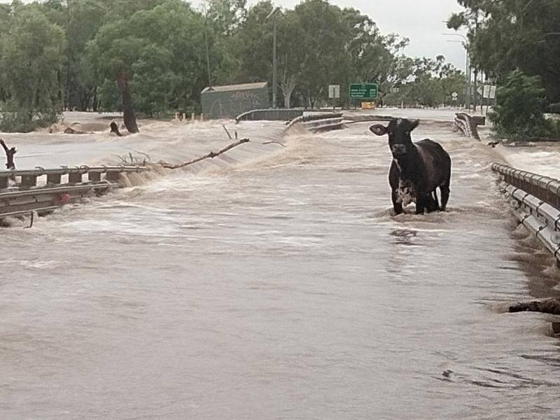 Pastoralists warn it will be expensive to replace livestock and infrastructure lost in WA's floods. (PR HANDOUT IMAGE PHOTO)