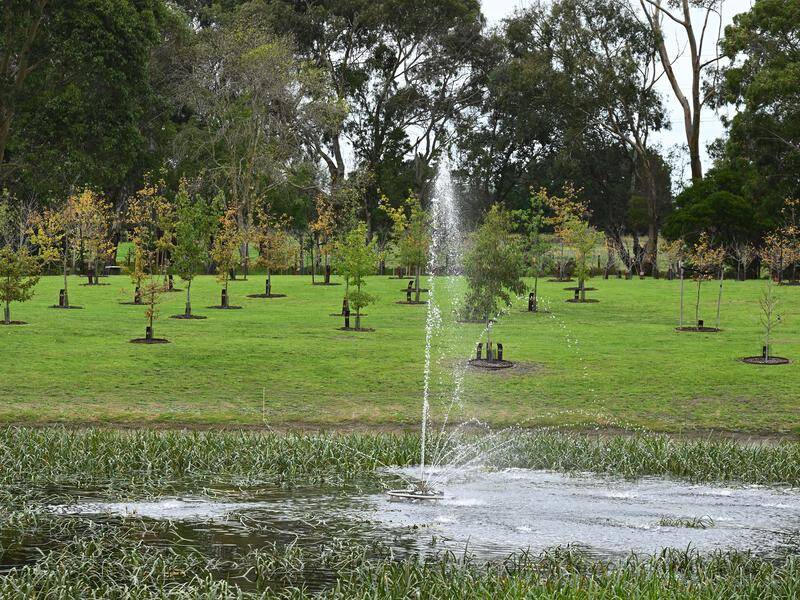 A new initiative allows ashes to be placed within protected forest sites to regenerate habitat. Photo: James Ross/AAP PHOTOS