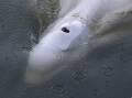 Veterinarians had feared the underweight beluga whale would not survive despite the rescue efforts. (AP PHOTO)