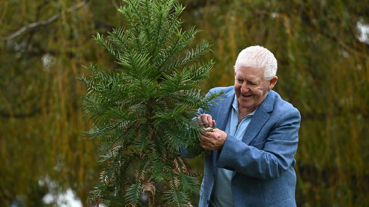 The Raffertys cultivated their thriving tree from a cutting taken in the NSW Blue Mountains. (James Ross/AAP PHOTOS)