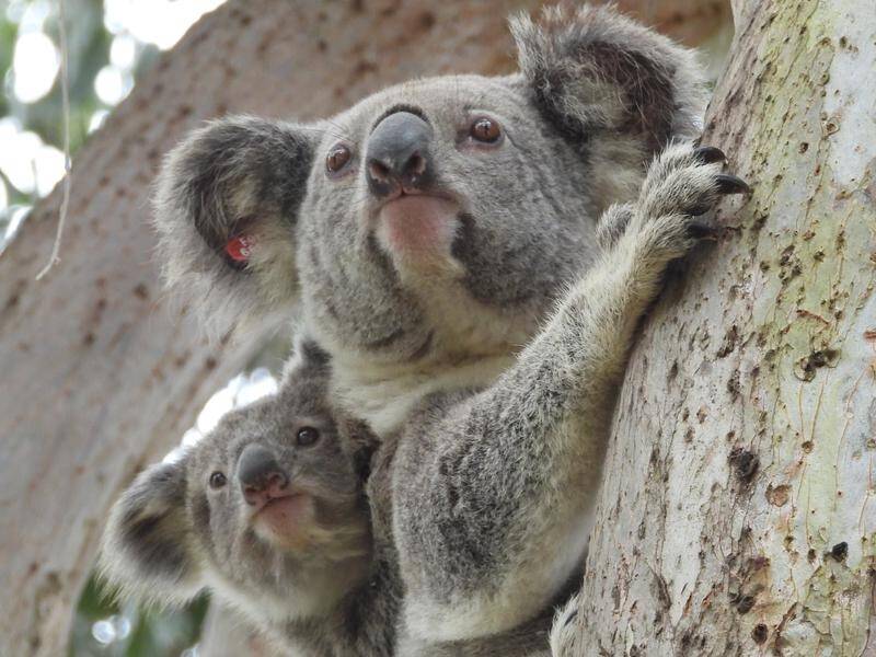 NSW researchers say frozen koala sperm and IVF technology could save the species from extinction.