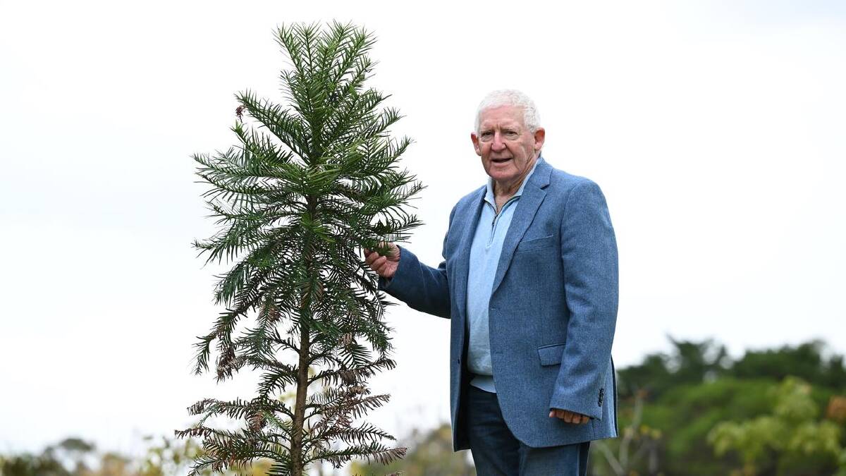 Helen's wollemi pine was the first planted at Mornington Green. (James Ross/AAP PHOTOS)