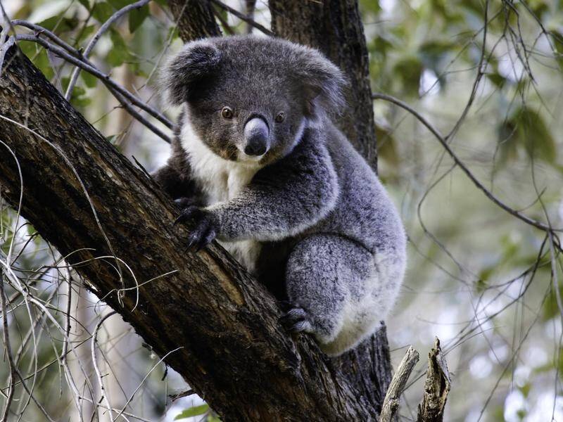 Gulliver the koala, found wandering alone during the NSW floods, has been released back to the wild. (PR HANDOUT IMAGE PHOTO)