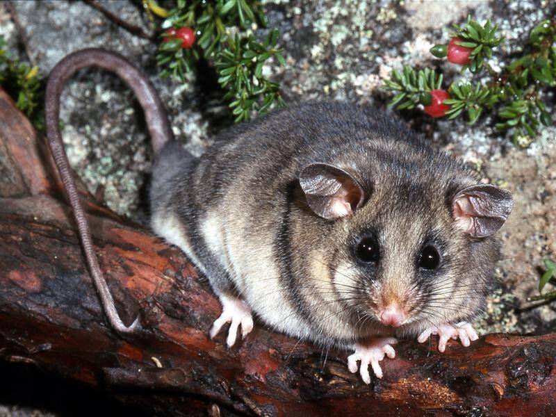 A scathing audit has found most threatened species in Australia are not being monitored.