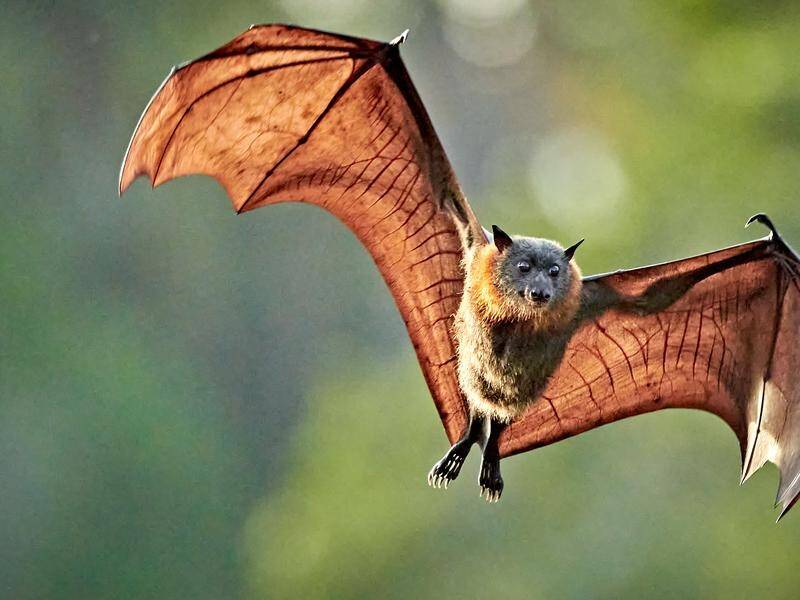 Researchers say restoring natural bat habitat will reduce the risk of virus 'spillover'. (PR HANDOUT IMAGE PHOTO)