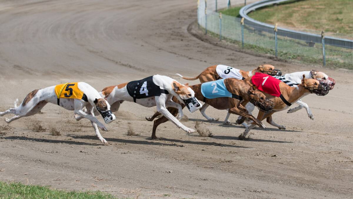 FRESH IN 2022: Greyhound Racing NSW plans to hold the premier race in 2022. Photo: SHUTTERSTOCK. 
